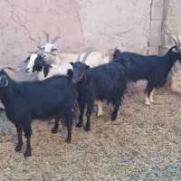 بز جوان ودرشت|حیوانات مزرعه|تهران, افسریه جنوبی|دیوار