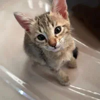 واگذاری بچه گربه سه ماهه|گربه|بندر ماهشهر, |دیوار