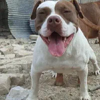 سگ بولی پیتبول پیت بول بولی XL و کلاسیک|سگ|مرودشت, بیست متری بیمارستان|دیوار