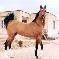 فروش مادیان شجره دار