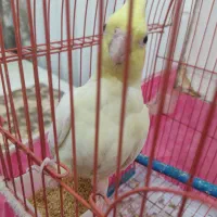 یک جفت عروس هلندی کاملا سالم و تخم گذار|پرنده|پارس‌آباد, |دیوار