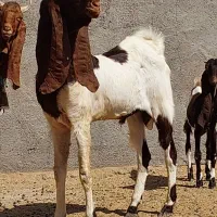 نر بز پاکستانی|حیوانات مزرعه|شریفآباد, |دیوار
