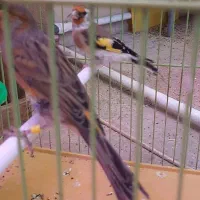فروش قناری نر و ماده سهره