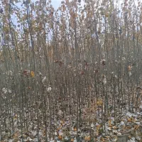 نهالستان کاظمی|خدمات باغبانی و درختکاری|سلماس, |دیوار