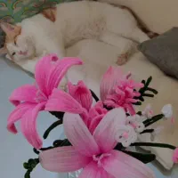 گل ربانی و گل پیپ پاکنی|گل مصنوعی|اردکان, |دیوار