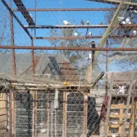 کبوتر گرفته شده