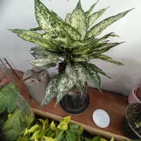 انواع  گل آپارتمانی|گل و گیاه طبیعی|رباط‌کریم, رباط‌کریم|دیوار