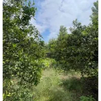 باغ-میوه