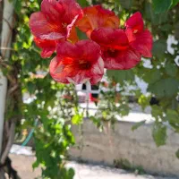 باغ و باغچه به متراژ ۱۳/۵۰۰