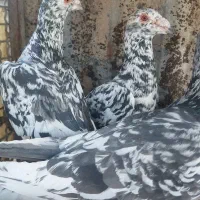 کفتر سیاه هفرنگ نر|حراج|بوئین زهرا, |دیوار