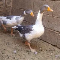یک جفت غاز نر وماده|حیوانات مزرعه|تربت جام, جامرود|دیوار
