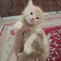 فروش گربه