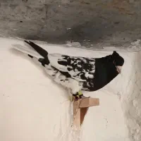 کله و سینه