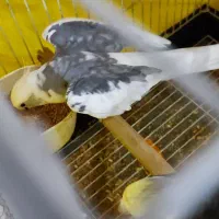 عروس هلندی نر آلبینو دوکت|پرنده|احمدآبادمستوفی, |دیوار