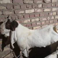 بز گلابی با گل بلند