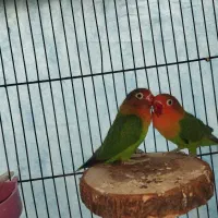 کوتوله برزیلی