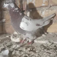 کفتره پرشی|پرنده|پارس‌آباد, |دیوار