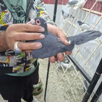 کفتر پلاکی جدید رسید|پرنده|یزد, |دیوار