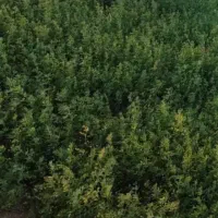 یونجه. ( علف پاک )|اجارهٔ دفتر صنعتی، کشاورزی، تجاری|بم, |دیوار