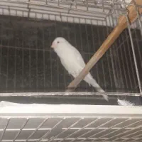 قناری|پرنده|ری, بازار آهن|دیوار