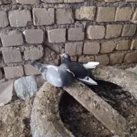 سلام‌ یک جوجه سار سبز هنوز نا تاب بوده