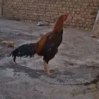 خروس لاری