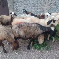 شیشک میش  داشتی  و جوان