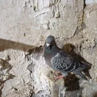 کبوتر|پرنده|مشهد, کلاته برفی|دیوار