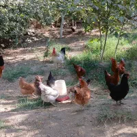 مرغ و خروس تخم گذار ۸ ماهه