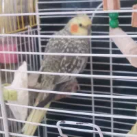 عروس هلندی گل باقالی بالغ