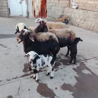 گوسفند افشار