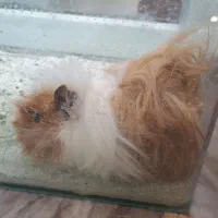 فروش خوکچه هندی