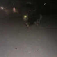 سگ پیدا شده باباریز|حیوانات|سنندج, |دیوار