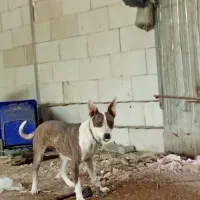 سگ ماده گمشده