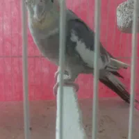 عروس هلندی بالغ