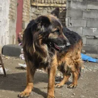 ژرمن کینگ ساز گرید A