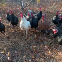 بوقلمون|حیوانات مزرعه|مشگین شهر, |دیوار