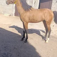 اسب دره شوری