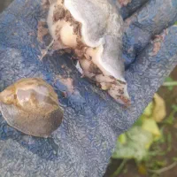 حلزون  بزرگ|خزنده|دزفول, |دیوار