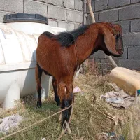 کهره نر فروشی