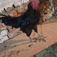 خروس اصیل گلین، کود رایگان|حیوانات مزرعه|وحیدیه, |دیوار