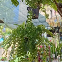 میخک ،هویا|گل و گیاه طبیعی|شیراز, شیخ روزبهان|دیوار