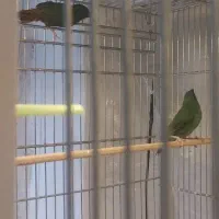 فنج|پرنده|کرج, شاهین‌ویلا|دیوار