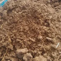 کود حیوانی گوسفندی و گاوی