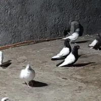 نرو ماده سرته ای