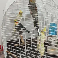 چهار تا عروس هلندی