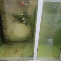 فروش آکواریوم با ماهی|ماهی|کرمان, |دیوار