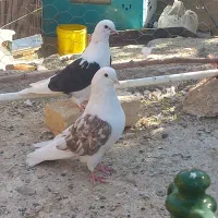 کفتر پرشی و رنگ