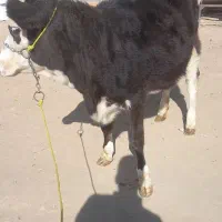 دوراس تلیسه|حیوانات مزرعه|ازنا, |دیوار