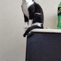 واگذاری رایگان گربه نر